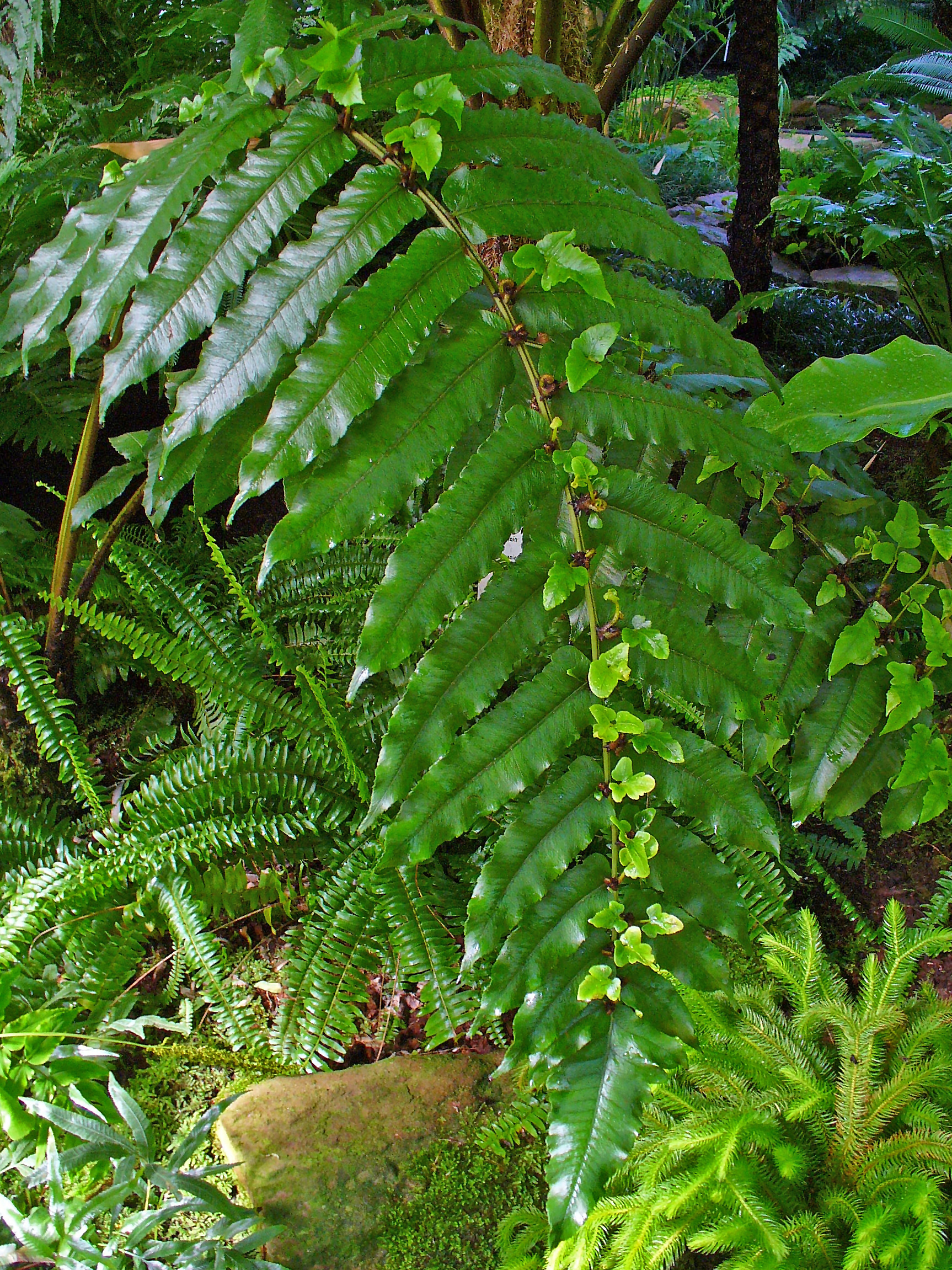 Diplazium Species Diplazium proliferum