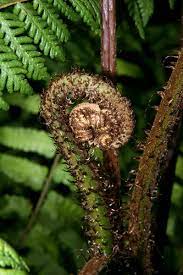 Cyathea Species, Tree Fern Cyathea exilis