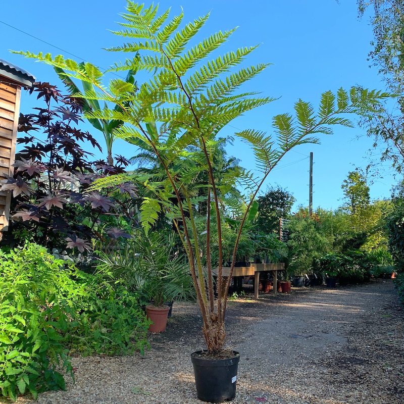 Sphaeropteris Species, Tree Fern Sphaeropteris felina