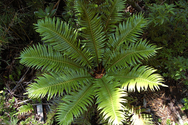 Lomariocycas Species, Palmilla