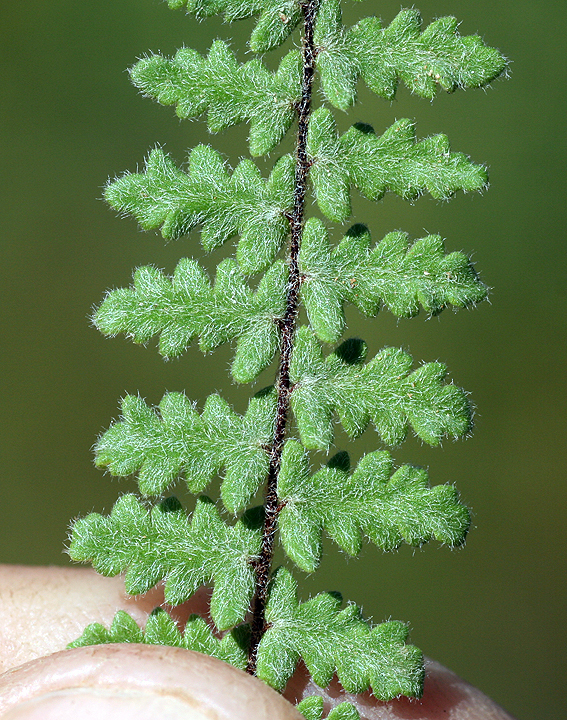 Myriopteris Species Myriopteris cucullans