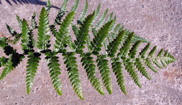 Dicksonia Species, Tree Fern Dicksonia mollis