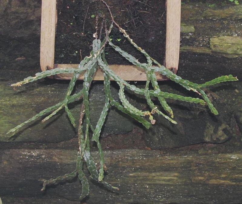 Phlegmariurus Species, Club Moss