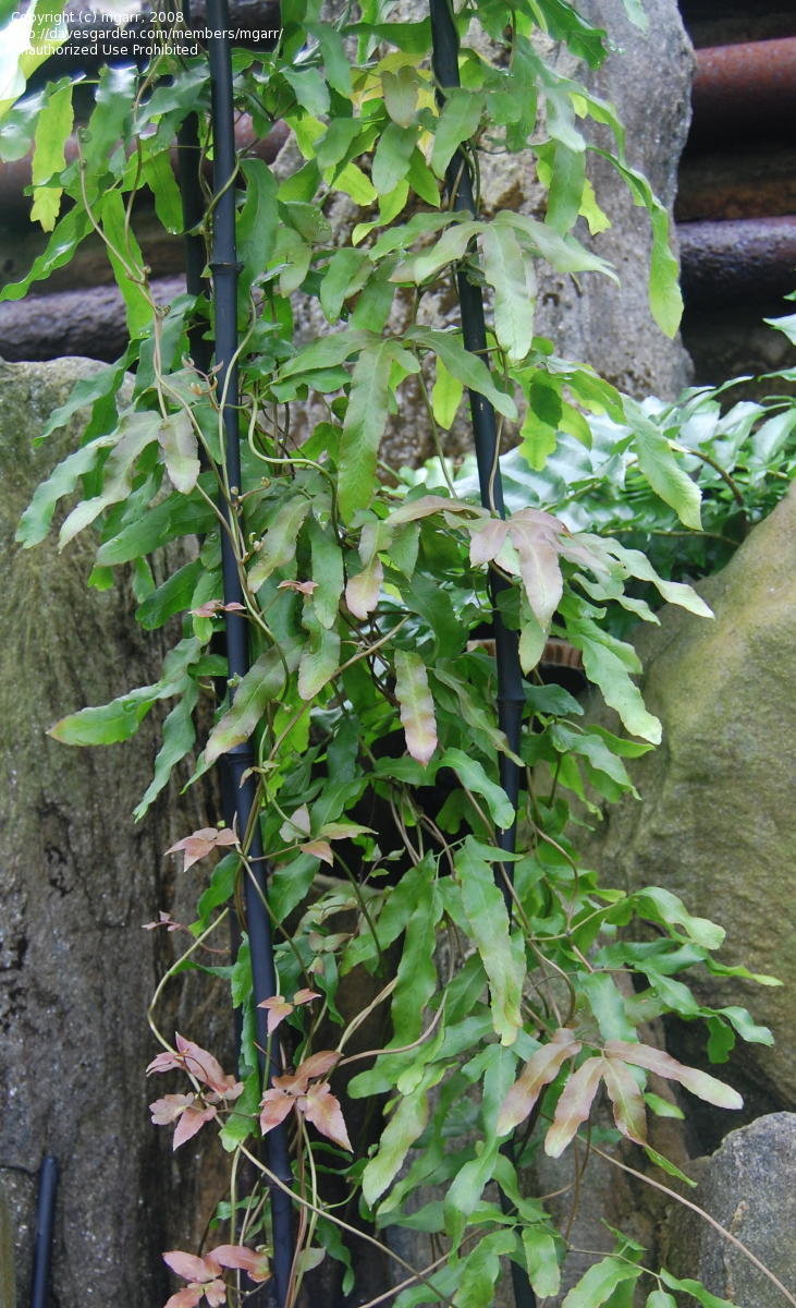 Tender Climbing Fern Lygodium flexuosum