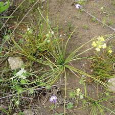 Howells Quillwort Isoetes howellii