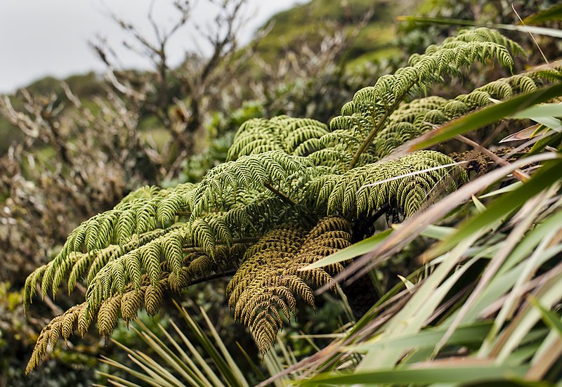 Cyathea Species, Tree Fern Cyathea howeana