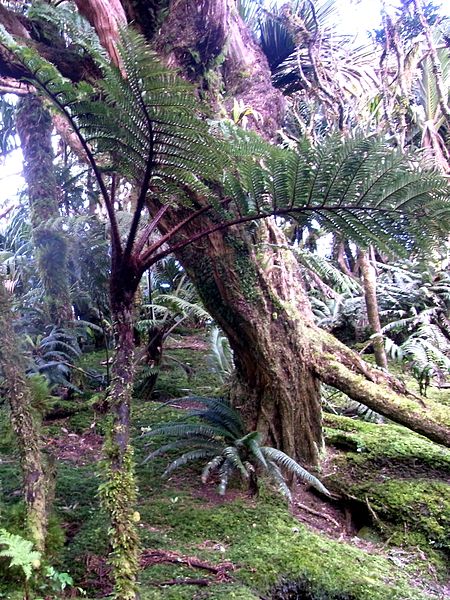 Alsophila Species, Tree Fern Alsophila brevipinna