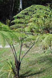 Sphaeropteris Species, Blue Tree Fern, Mountain Tree Fern