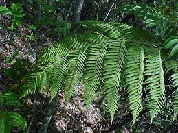 Sphaeropteris Species