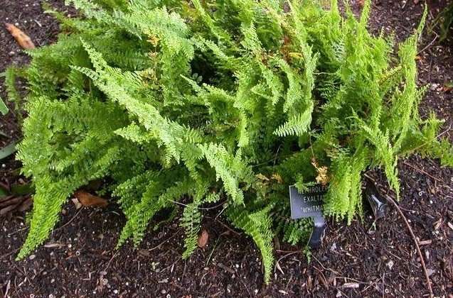 Nephrolepis, Lace Fern, Feather Fern Whitmanii