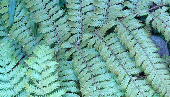 Cyathea Species, Tree Fern Cyathea alata