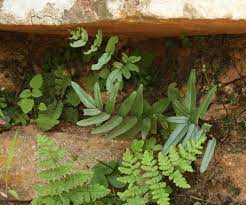 Pellaea Species, Cliffbreak Fern, Cliff Break Fern Pellaea dura