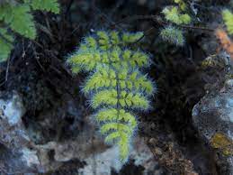 Myriopteris Species Myriopteris longipila subsp. longipila