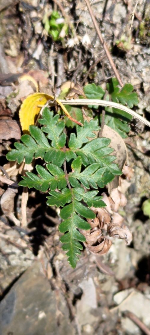 Oeosporangium Species Oeosporangium nitidulum