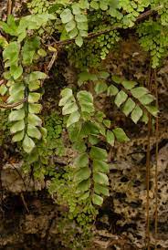 Double Edge Maidenhair Adiantum anceps