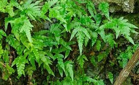 Tectaria Species, Least Halberd Fern