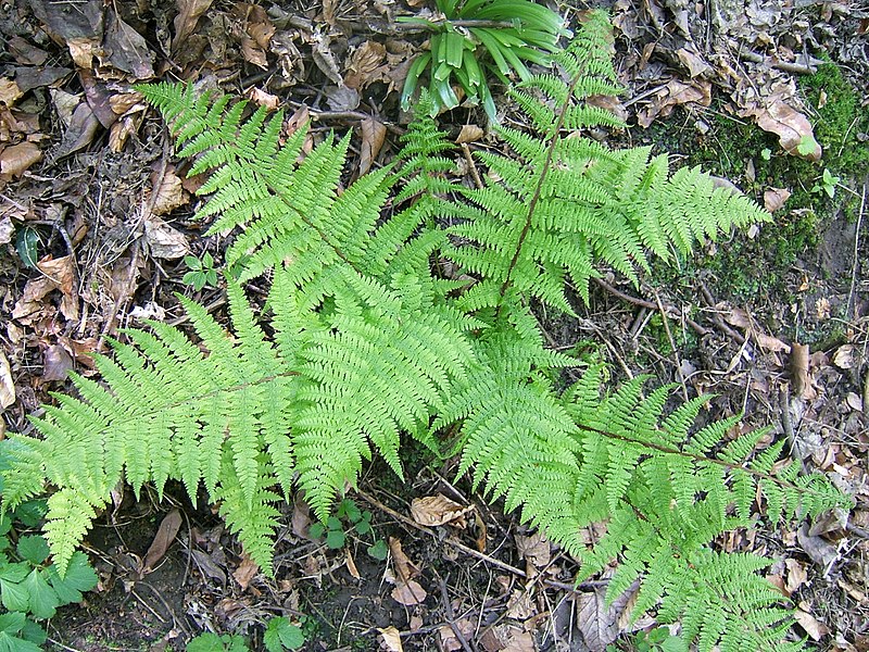Nephrolepis, Boston Fern Ariane Nephrolepis exaltata