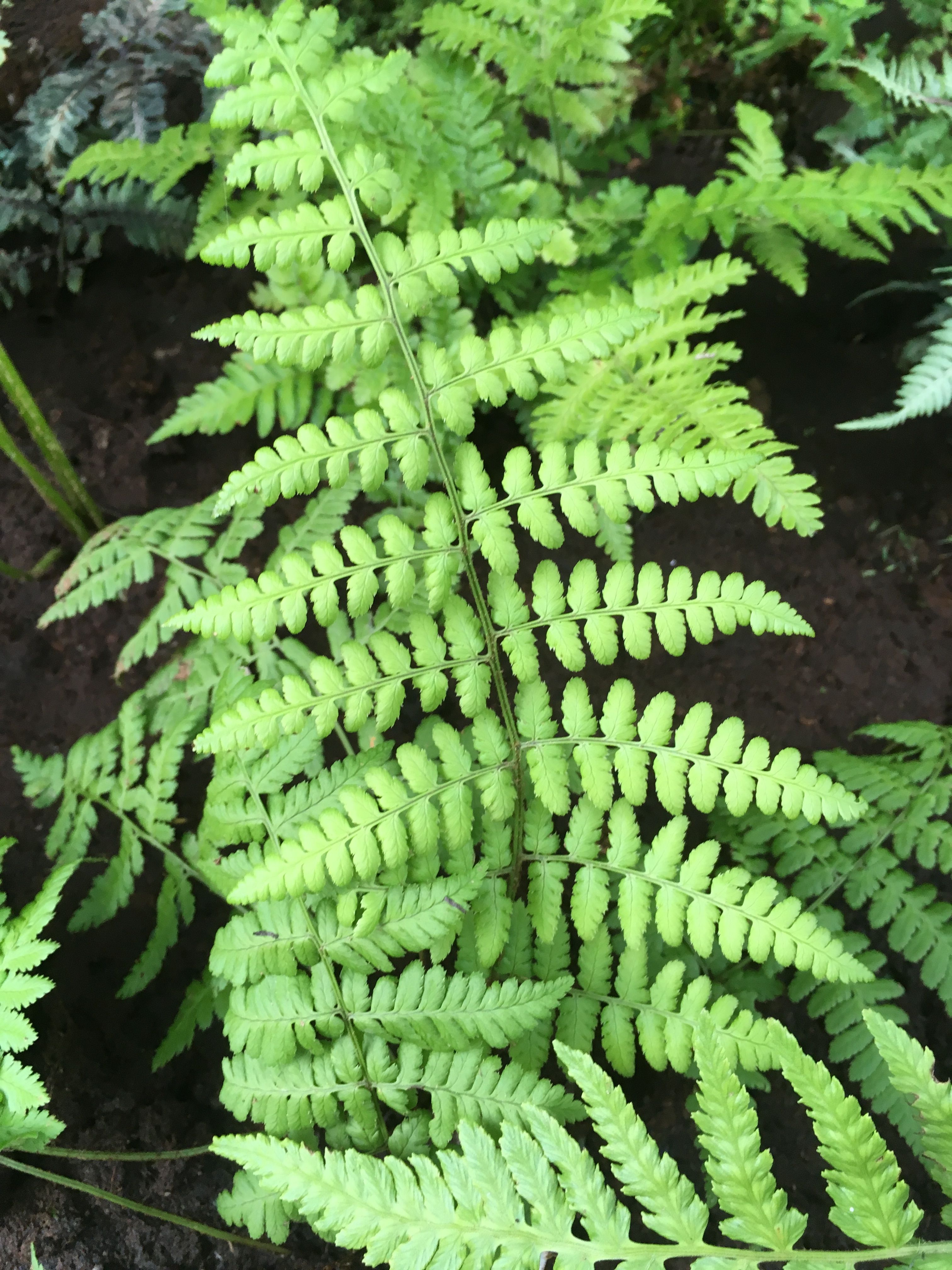 Mexican Snack Fern Dryopteris munchii