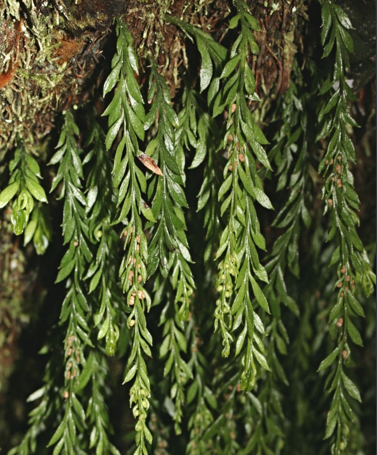 Small Fork-fern Tmesipteris parva