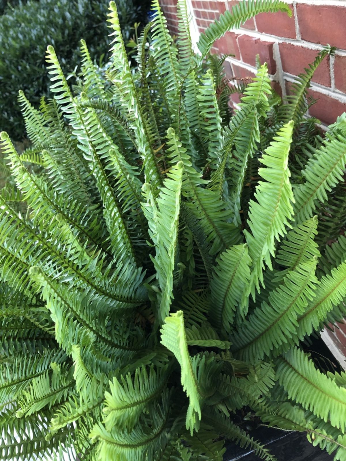 Nephrolepis, Australian Sword Fern Western Queen