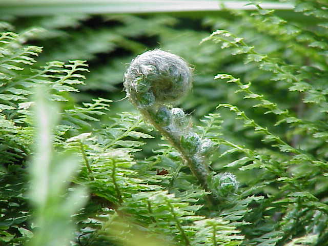 Soft Shield Fern Alaskan Polystichum setiferum