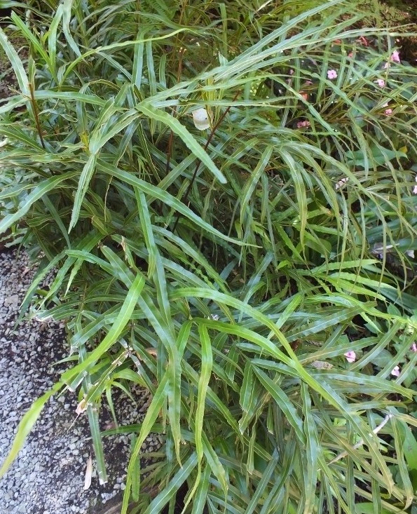 Birds Foot Fern, Cretan Brake, Table Fern Pteris cretica