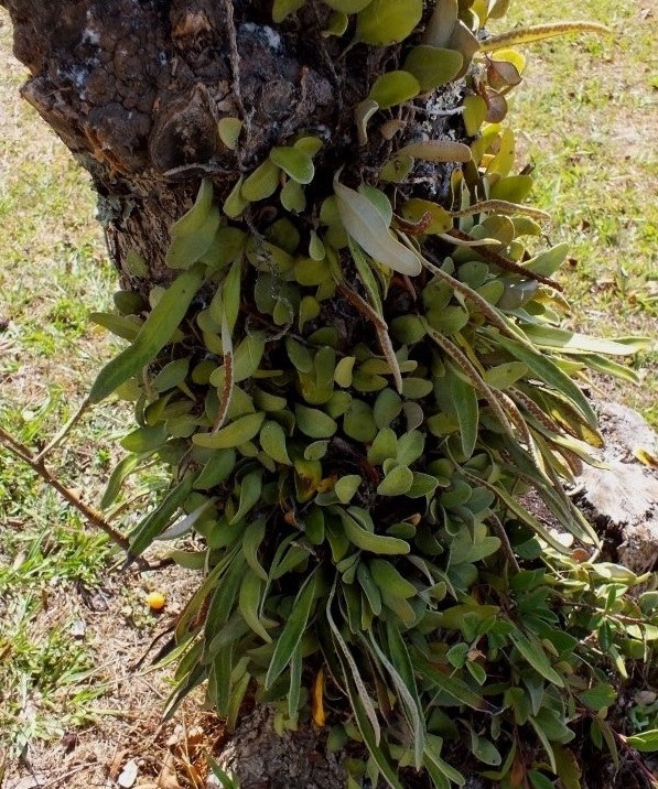 Pyrrosia, Leather Leaf Fern Eleagnifolia