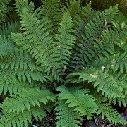 Dyces Hybrid Shield Fern Polystichum x dycei