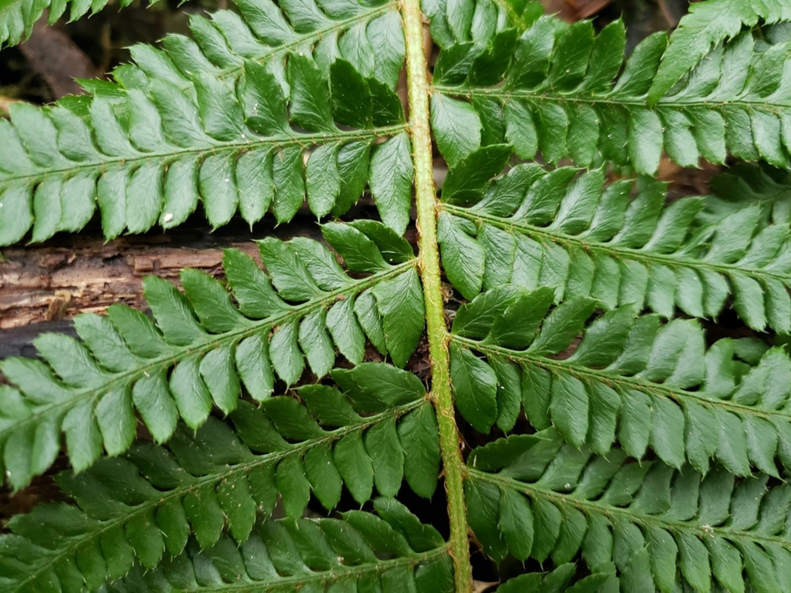 Alaskan Holly Fern Polystichum setigerum