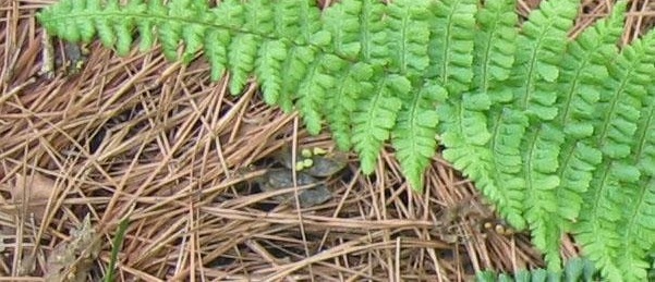 Golden Male Fern Dryopteris affinis