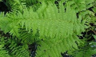 Athyrium, Miss Vernons Lady Fern Vernoniae-Cristata