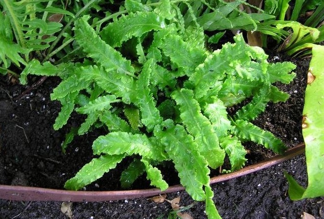 Asplenium, Crispy Harts-Tongue Fern Crispum
