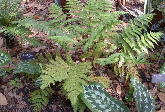 Asian Pacific Beaded Wood Fern Dryopteris pacifica