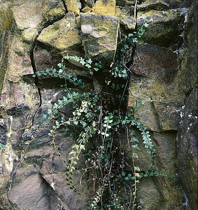 Asplenium Species, Butterfly Fern, Necklace Fern, Walking Fern