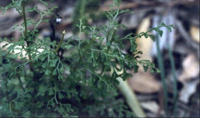Lacy Wedge-fern