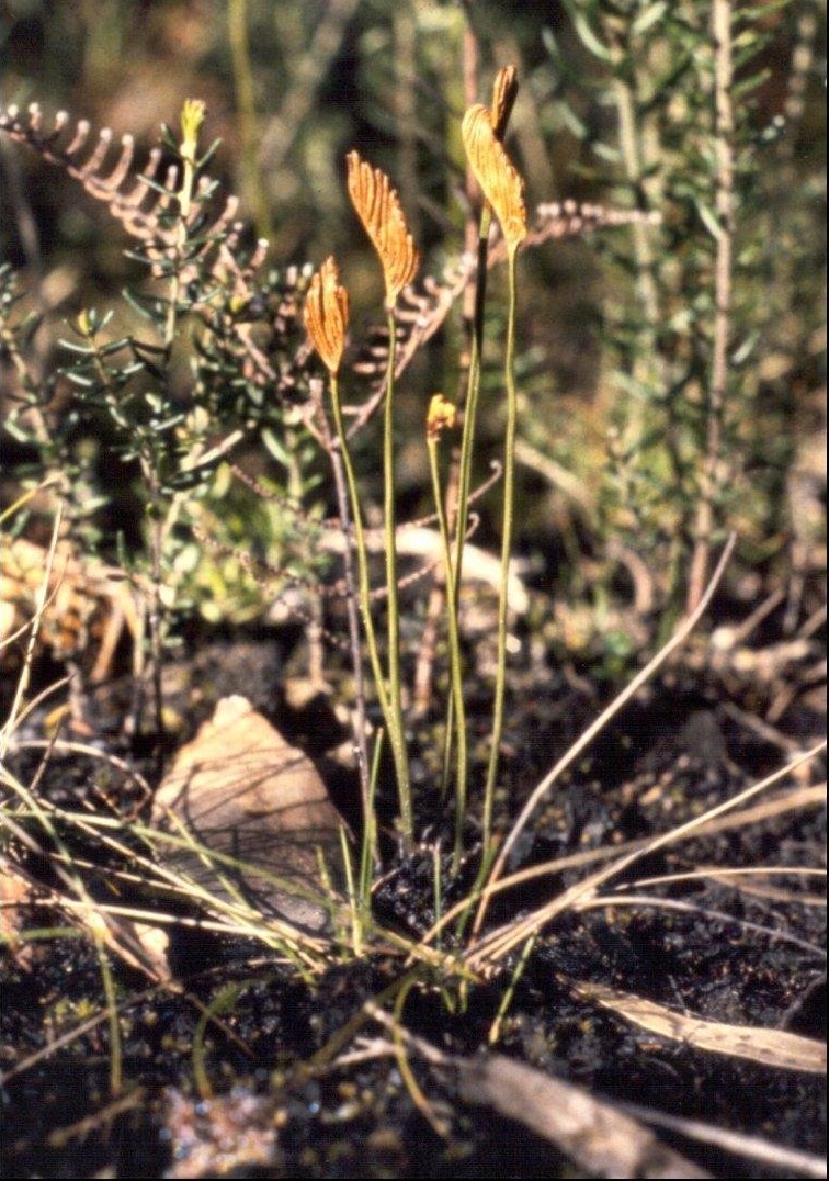 Schizaea Species, Forked Comb Fern, Rough Comb Fern