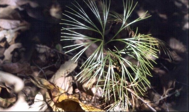 Schizaea Species, Branched Comb Fern, Fan Fern