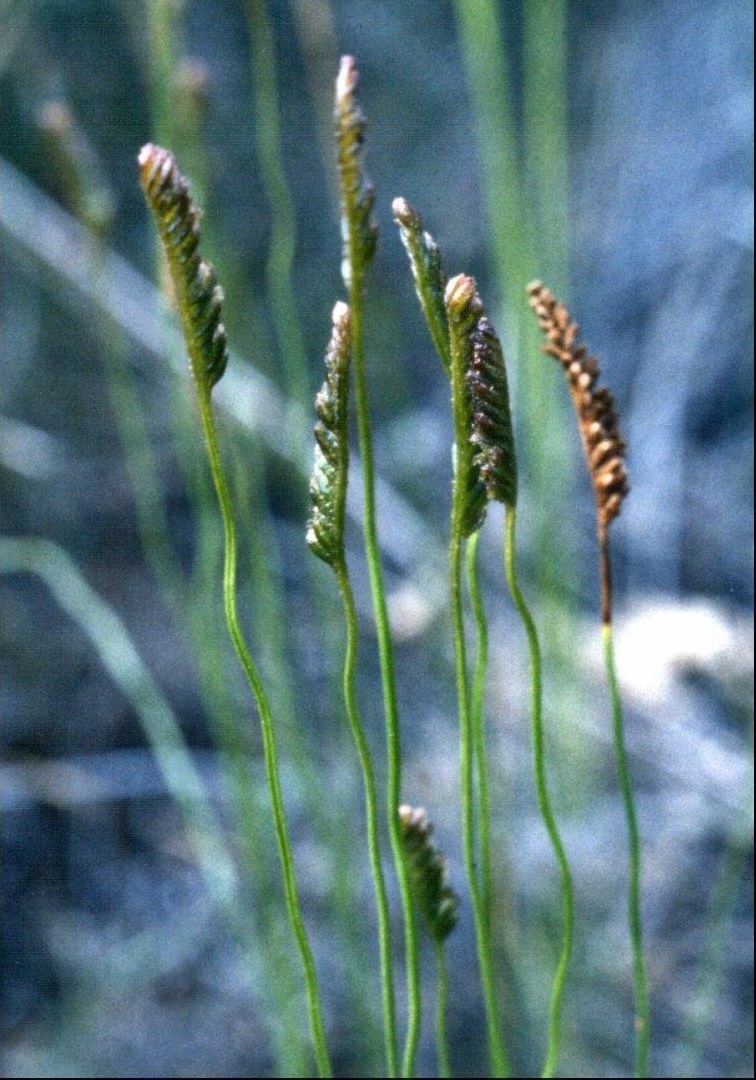 Schizaea Species, Narrow Comb Fern, Southern Comb Fern