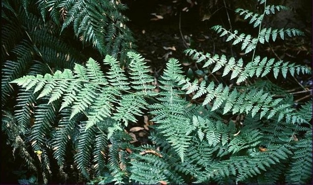 Diplazium Species, Austral Lady Fern Diplazium australe