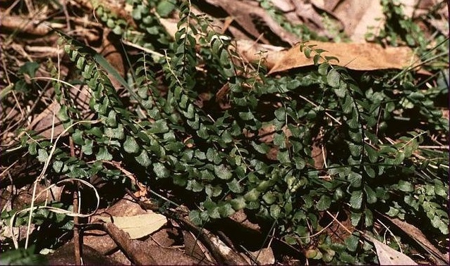 Screw Fern Lindsaea linearis