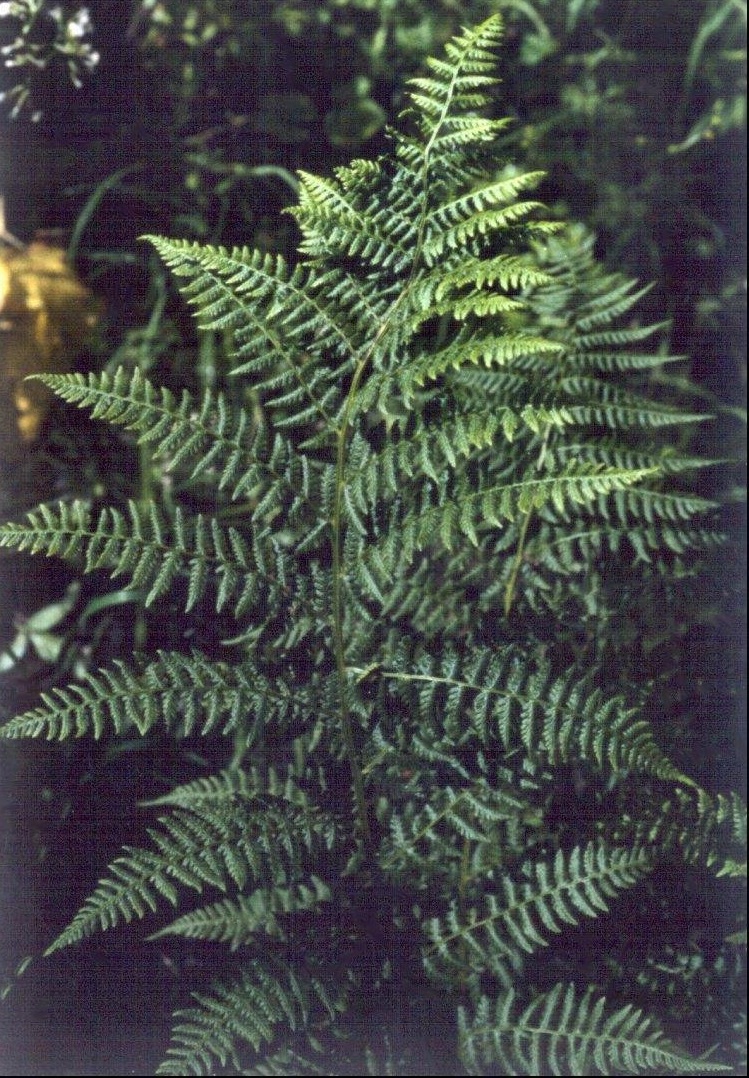 Athyrium Species, Alpine Lady-fern ;Athyrium distentifolium