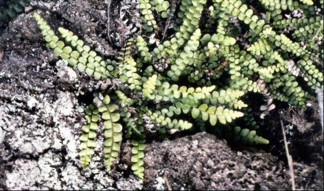 Blechnum Species, Narrow-Leaf Mid-Sorus Fern, Salt-Spray Fern