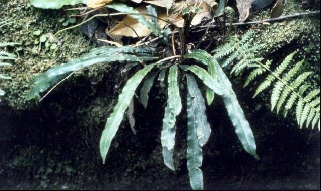 Blechnum Species, Strap Water-Fern Blechnum patersonii