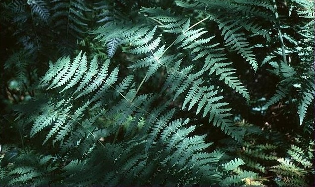 Bats Wing Fern