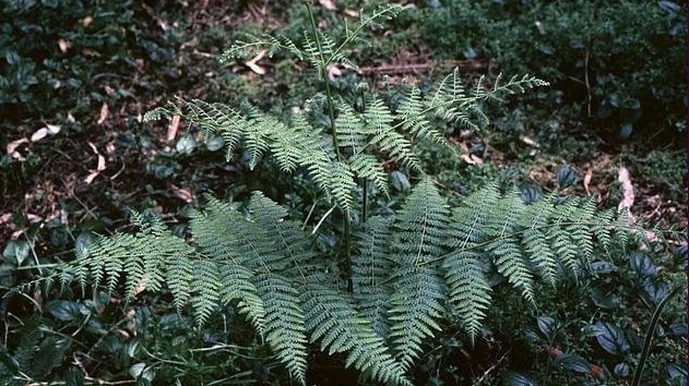 Downy Ground-fern