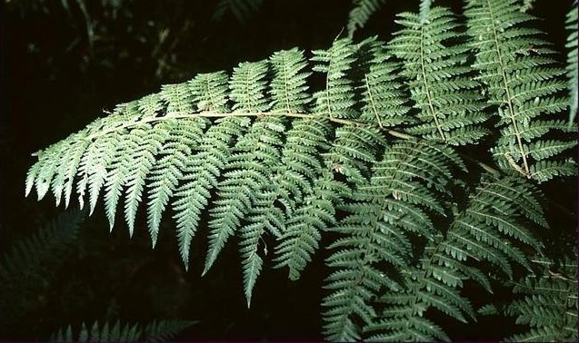Ruddy Ground-fern