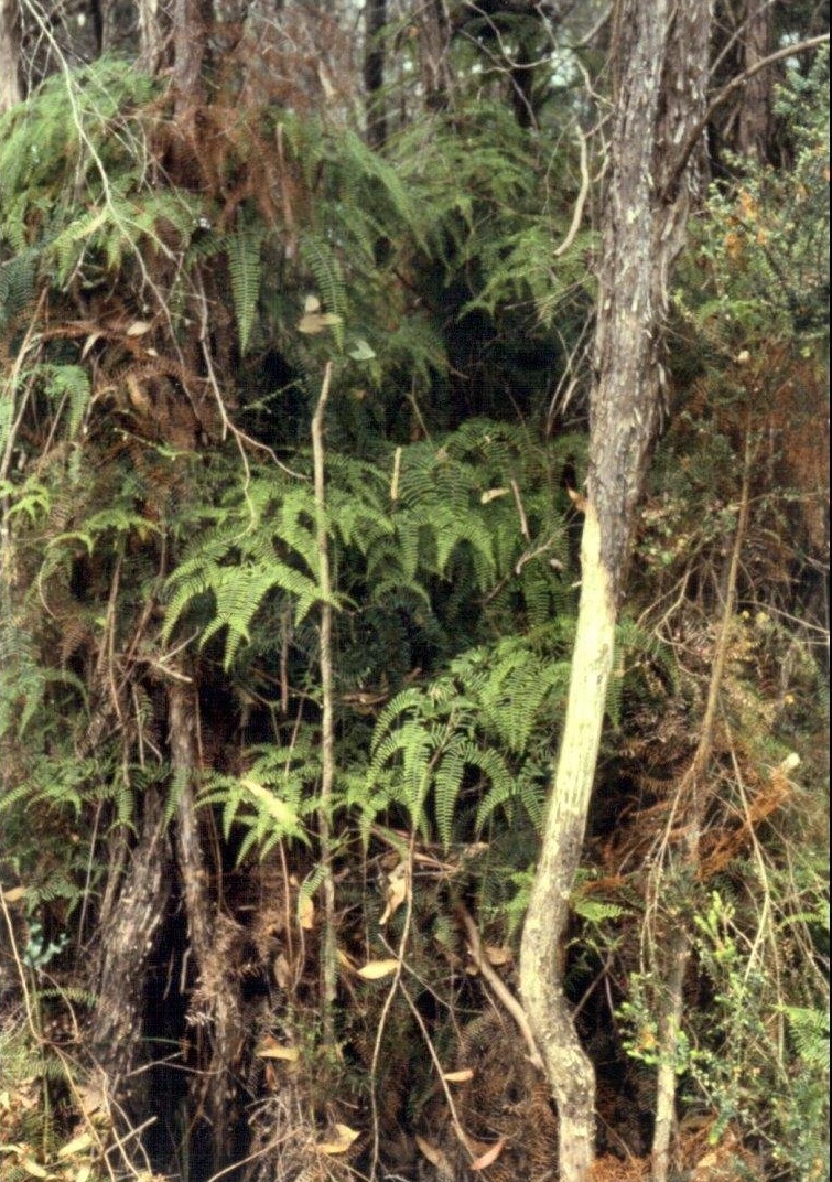 Pouched Coral-fern