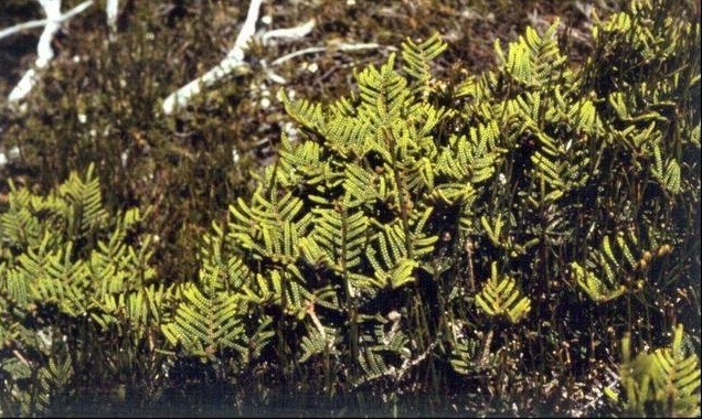 Alpine Coral-fern