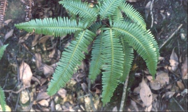 Gleichenia