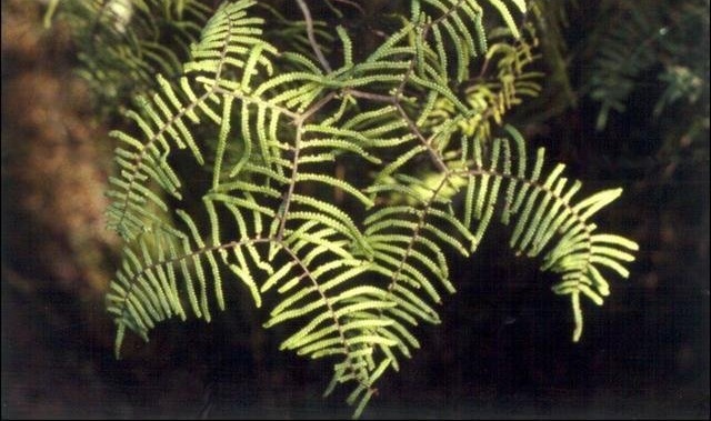 Scrambling Coral-fern